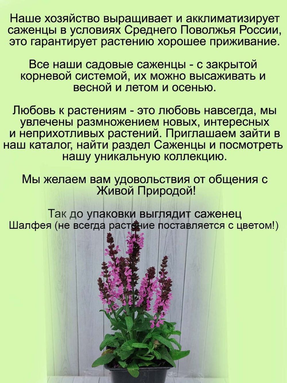Шалфей Шнеехюгель белый Снежный холм Сальвия