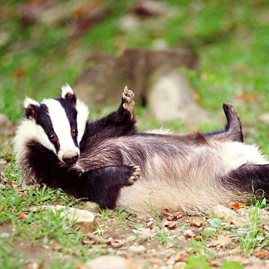 Барсучий жир