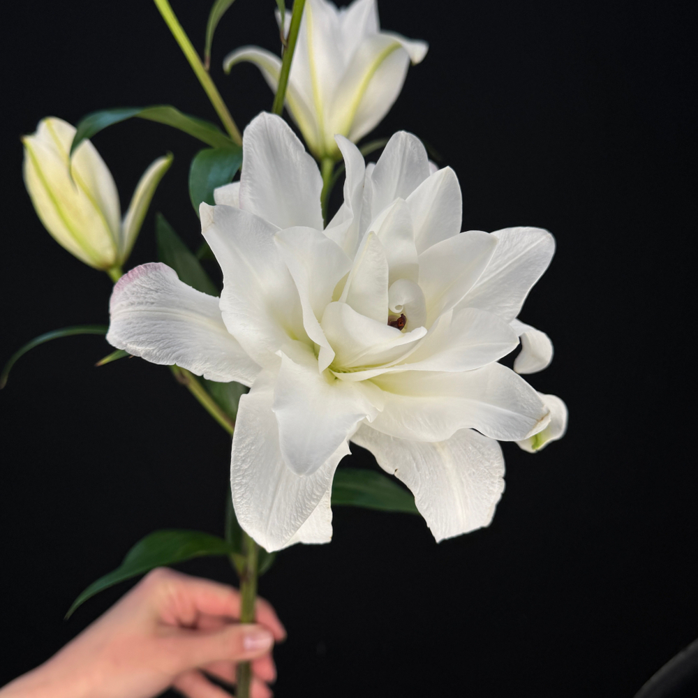 Лилия махровая Белая 80 см / 1 шт