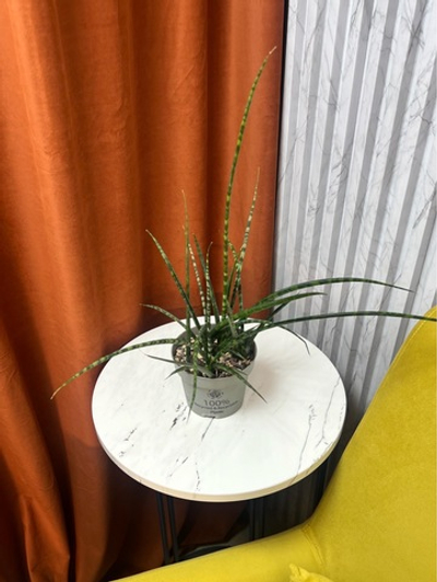 Сансевиерия Цилиндрика Спагетти, D12см Н30см, 1шт, Urban Jungle (7143)