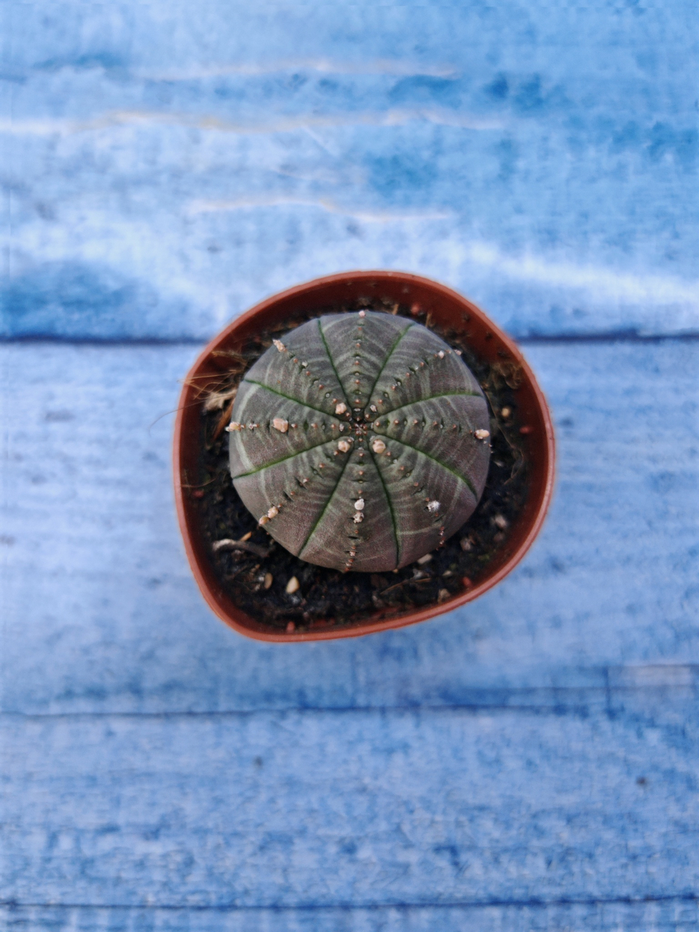 Euphorbia Obesa (Эуфорбия)