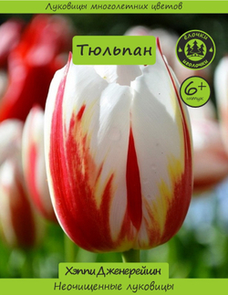 Тюльпан Луковица, Хэппи Дженерейшн, 6+ шт