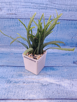 Lepismium Bolivianum (Леписпиум)