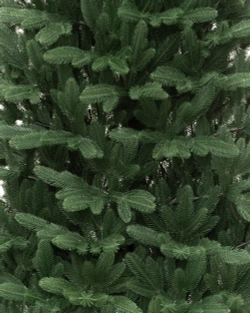 Искусственная елка Олимпия 180 см., 100% литая хвоя, ЕлкиТорг (165180)