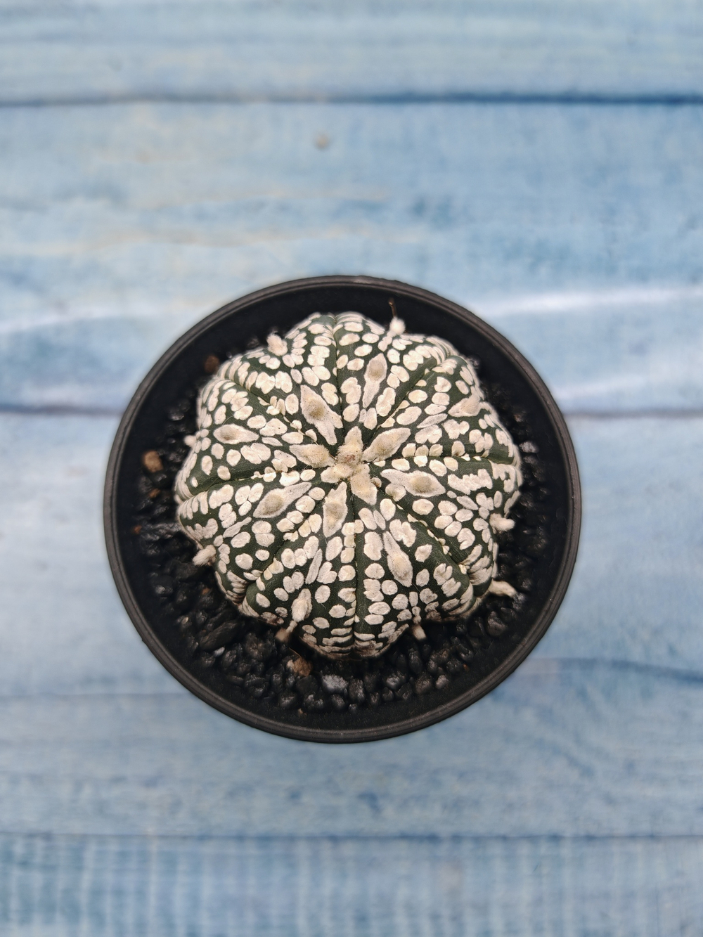 Astrophytum Asterias (Астрофитум)