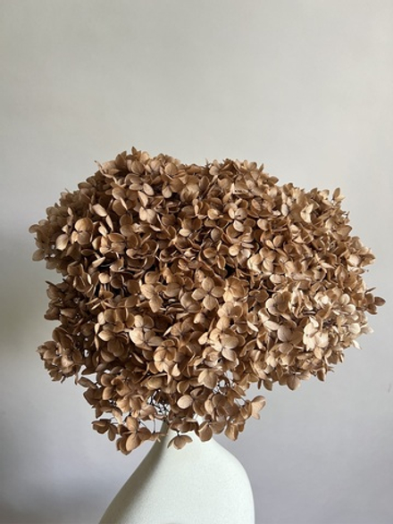 Гортензия стабилизированная шоколадный