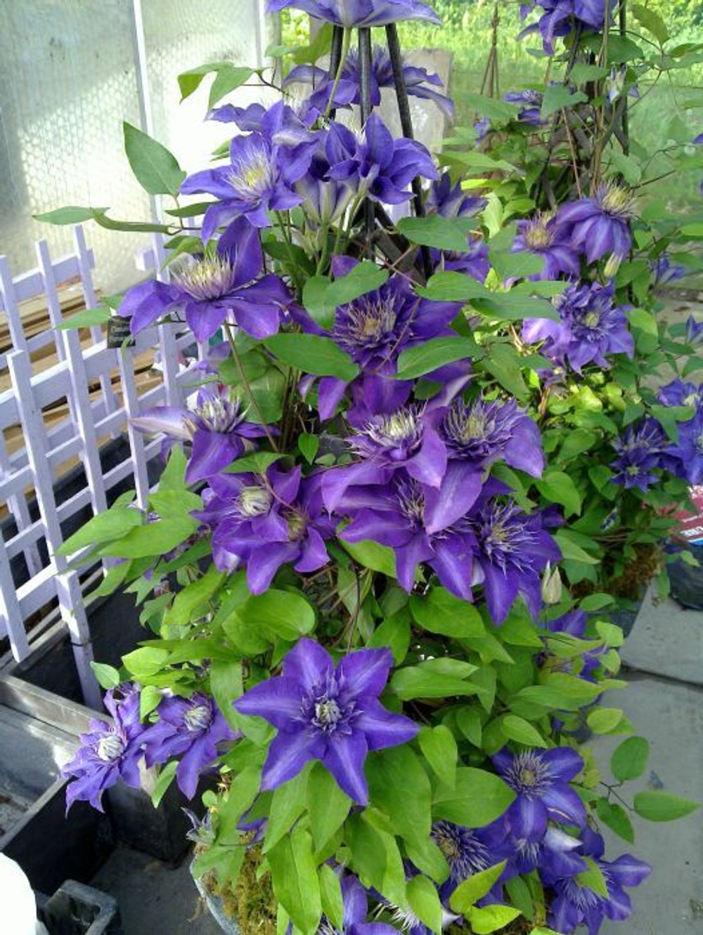 Клематисы Мульти Блю. Клематис Multi Blue. Клематис (Clematis) Multi Blue. Клематис Multi Blue (Мульти Блю). Клематис мульти блю описание отзывы