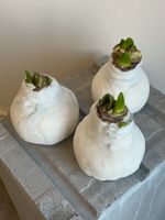 Амариллис луковица - цвет белый