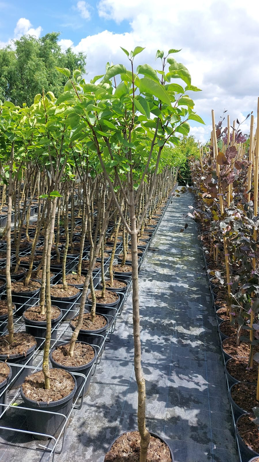 Сирень обыкновенная Чарльз Джоли штамб Закупка М66 апрель 2026