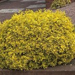 Бересклет Форчуна Эмеральд Голд