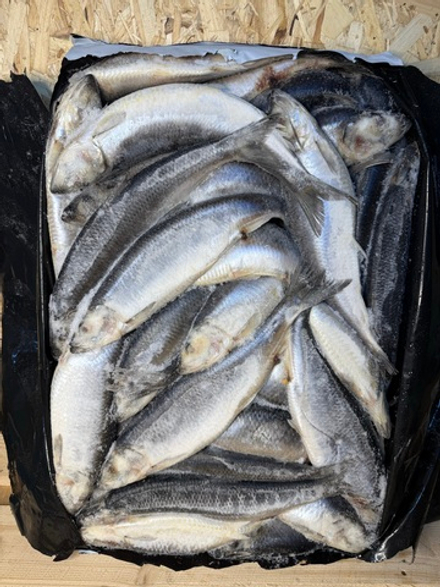 Сельдь 400+ 14.5кг Фарерские Острова