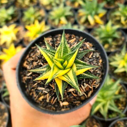 Хавортия LIMIFOLIA VAR