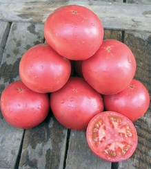 Тарпан F1 семена томата процессингового (Nunhems / Нюнемс)