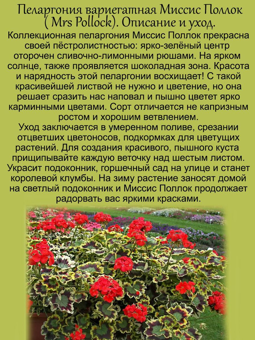 Пеларгония Миссис Поллок герань пёстролистная