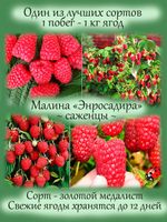 Малина ремонтантная Энросадира красная