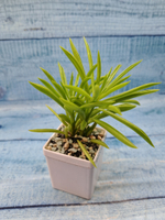 Peperomia Nevada (Пеперомия)