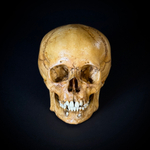 Череп человека ребёнок (анатомическая модель)