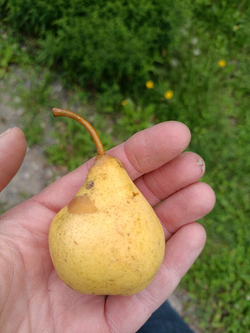 Груши сезонные