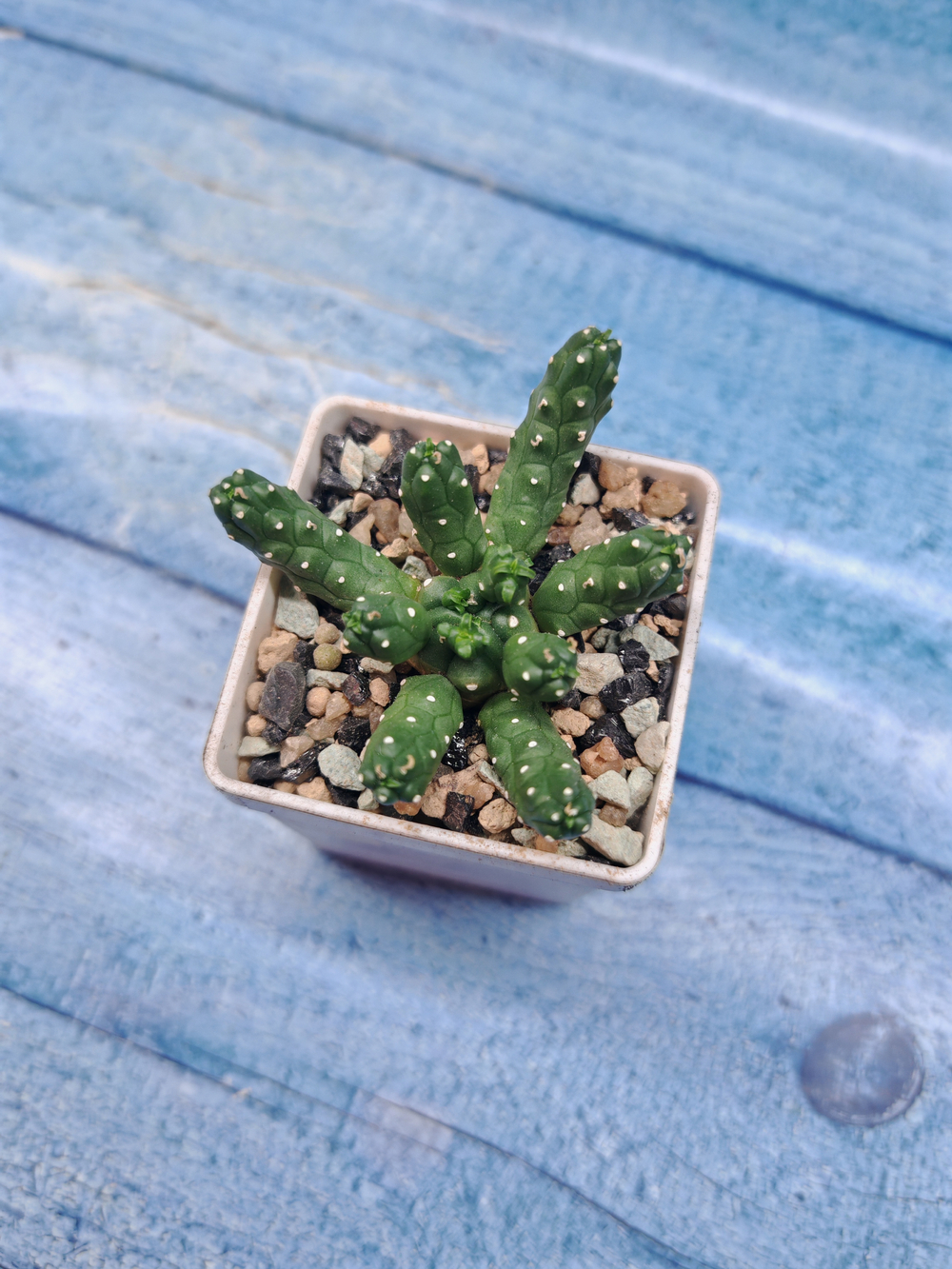 Euphorbia Inermis (Эуфорбия)