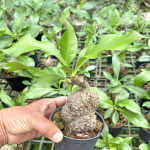 Мирмекодия MYRMECODIA TUBEROSA