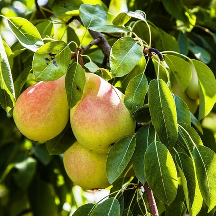 Груша Чижовская летняя