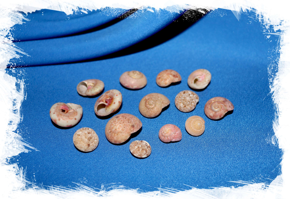 Ракушки пуговицы для поделок