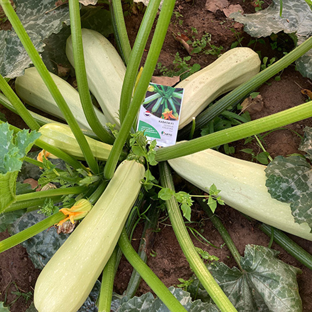 Cемена кабачка Кавили F1, Nunhems, 5 шт.