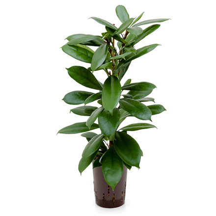 Фикус "Циатистипула"