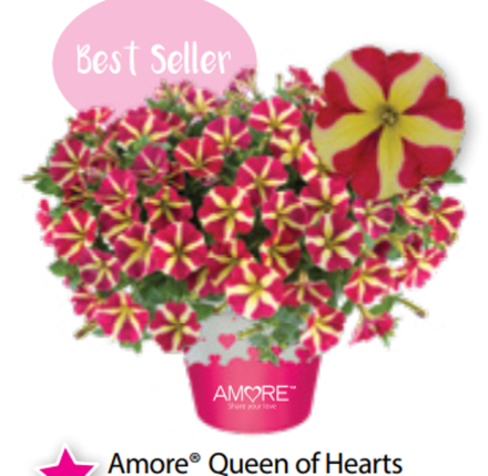 ЕВРО Петуния Amore Queen of Hearts ОКС укорененные черенки В наличии