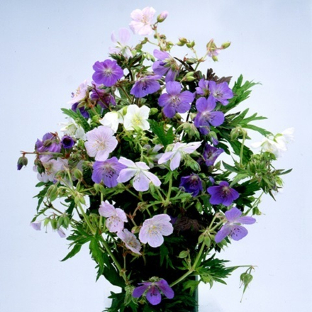 Герань луговая Pastel Palette