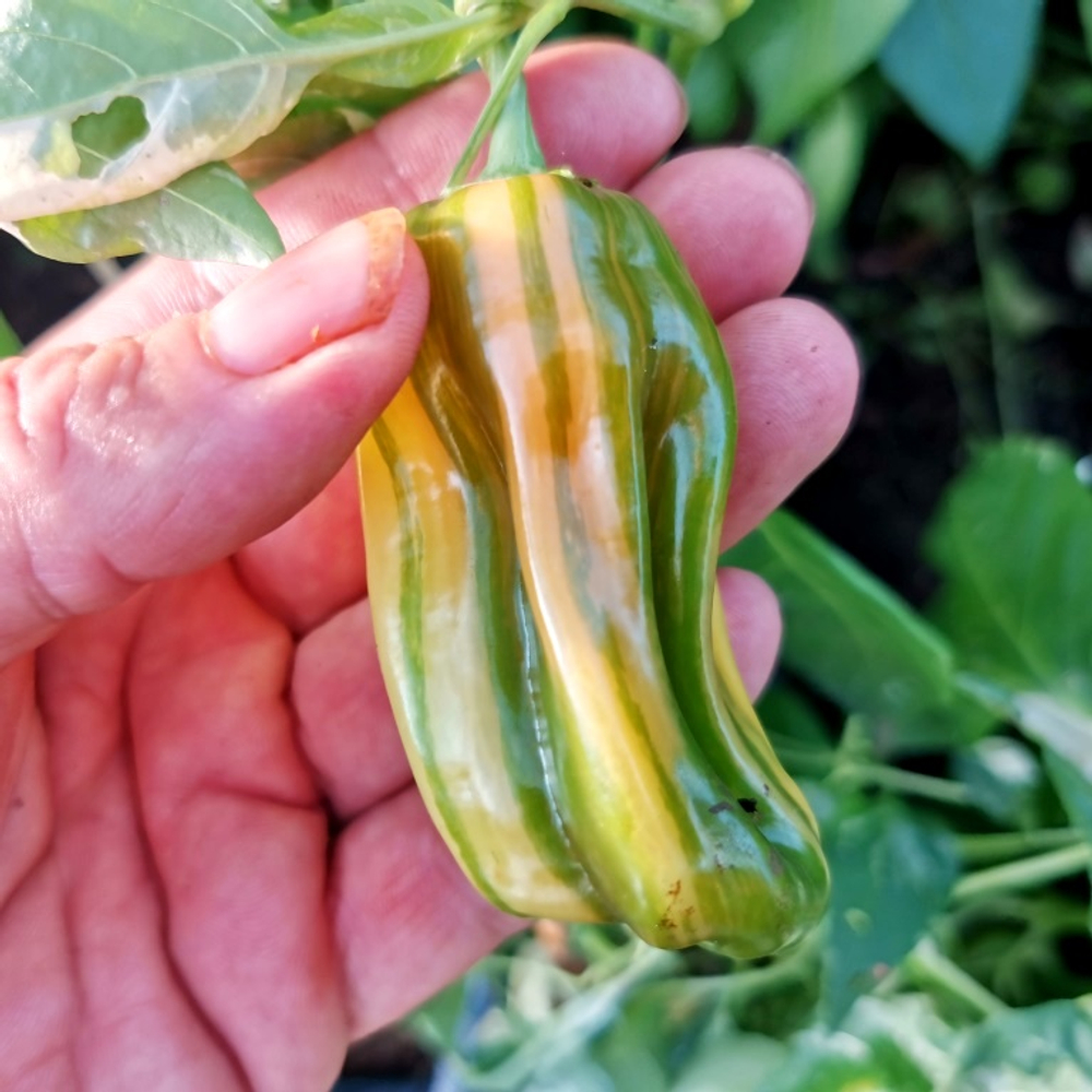 Рождественская Карамель - Разноцветный Полосатый Сладкий Перчик