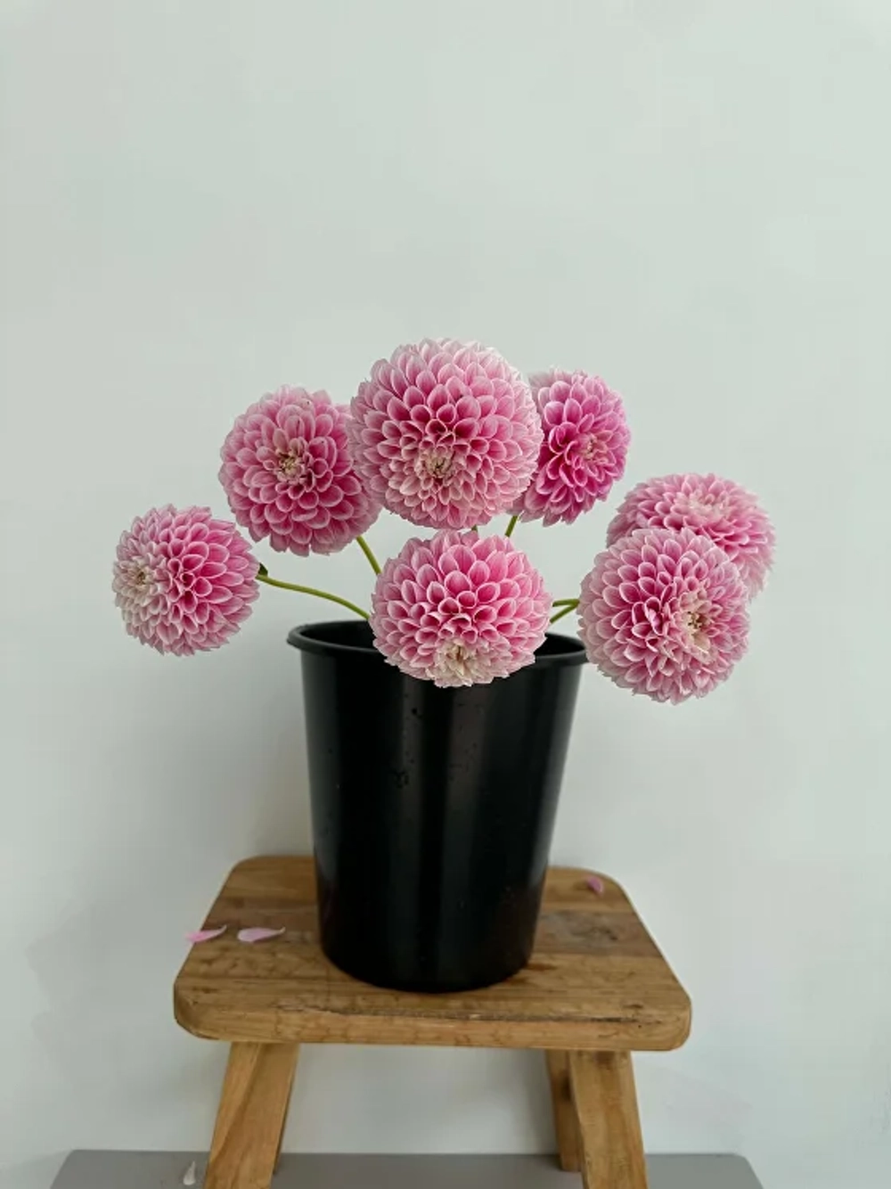 Георгин Marshmellow Baby (корень) Закупка М55 апрель 2026