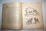 "Кутенейский баран". Э. Томсон-Сэтон. 1923г. - антикварное издание