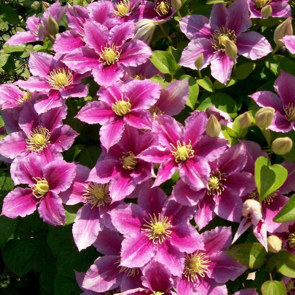 Клематис Пиилу