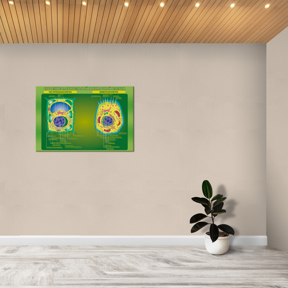 Стенд Строение растительной и животной клетки