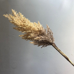 Пампасная трава 90 см, бежевая