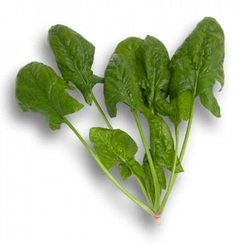 Дольфин P3 F1 семена шпината (Rijk Zwaan / Райк Цваан)