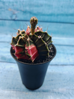 Gymnocalycium Variegata (Гимнокалициум Вариегатный)