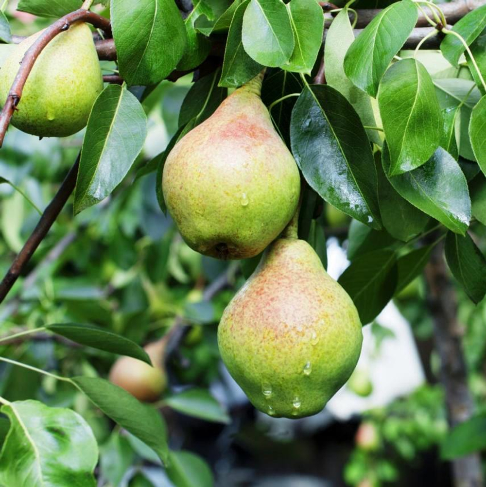 Груша Гвидон осень