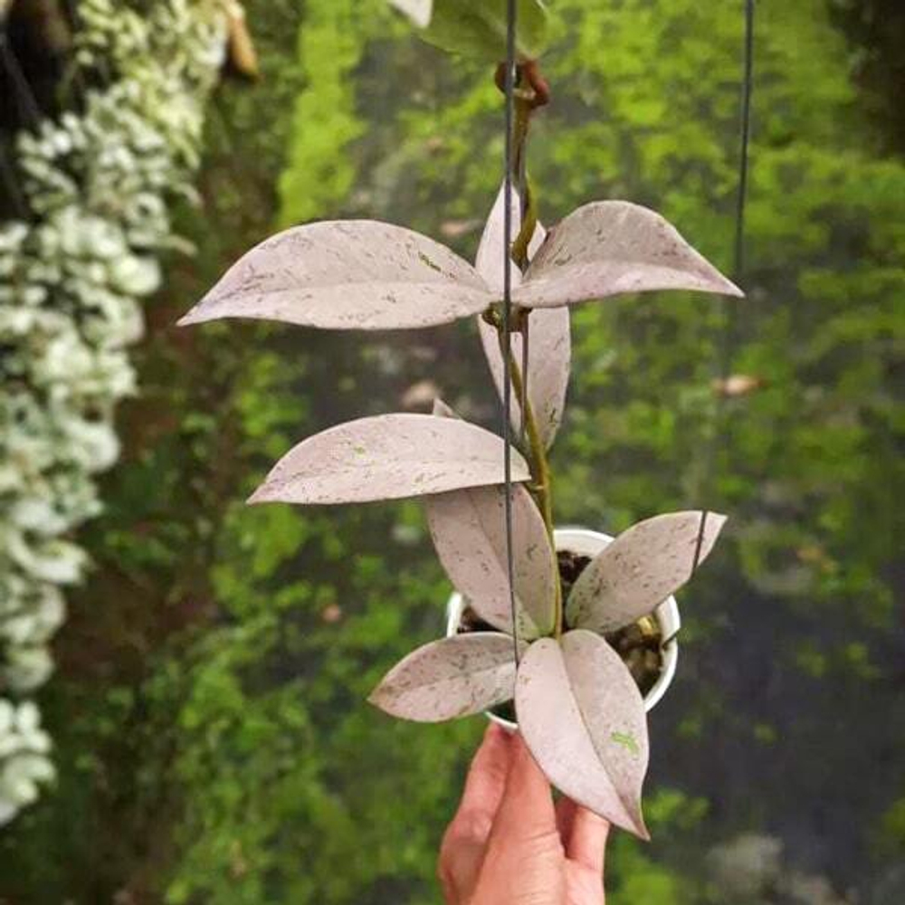 Хойя PUBLICALIX PINK SILVER