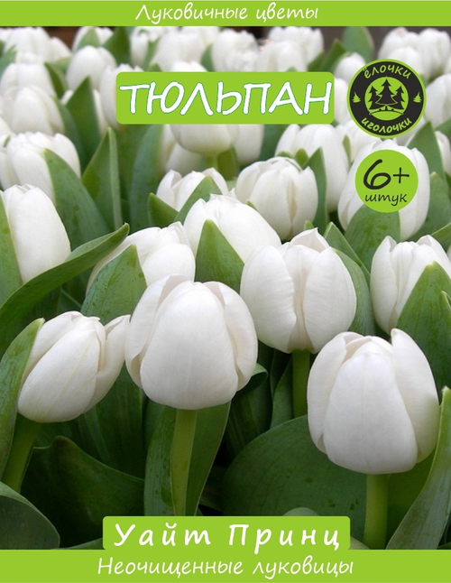Тюльпан Луковица, Уайт Принц 6+ шт