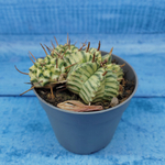 Euphorbia meloformis f. Variegated (Эуфорбия вариегатная)