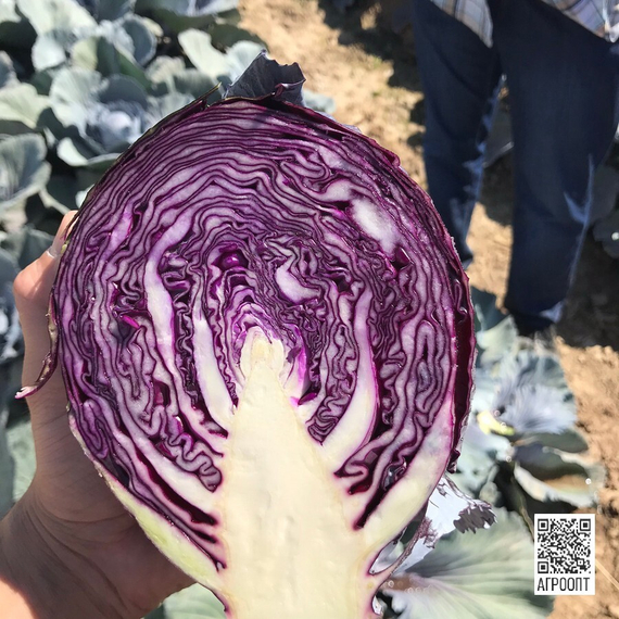 Ресима F1 семена капусты краснокочанной (Rijk Zwaan / Райк Цваан) в разрезе – фото 5