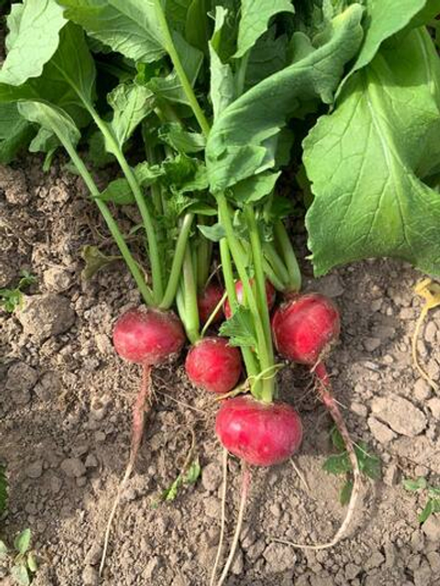 Редис сорта Жара