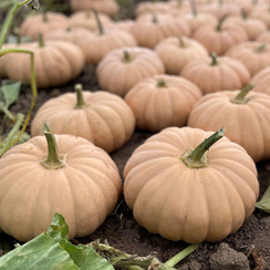 Спеллкаст F1 семена тыквы (Enza Zaden / Энза Заден)