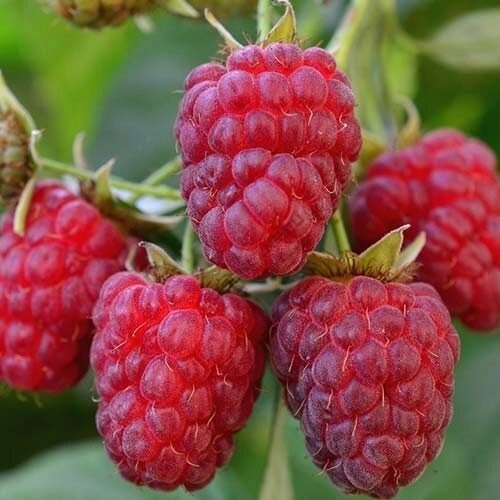 Малина Королевский пингвин (Ремонтантный сорт)