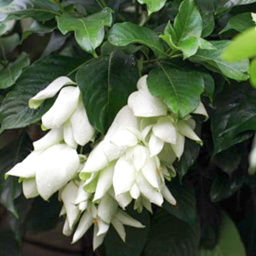 Муссенда филиппинская белая – Mussaenda white