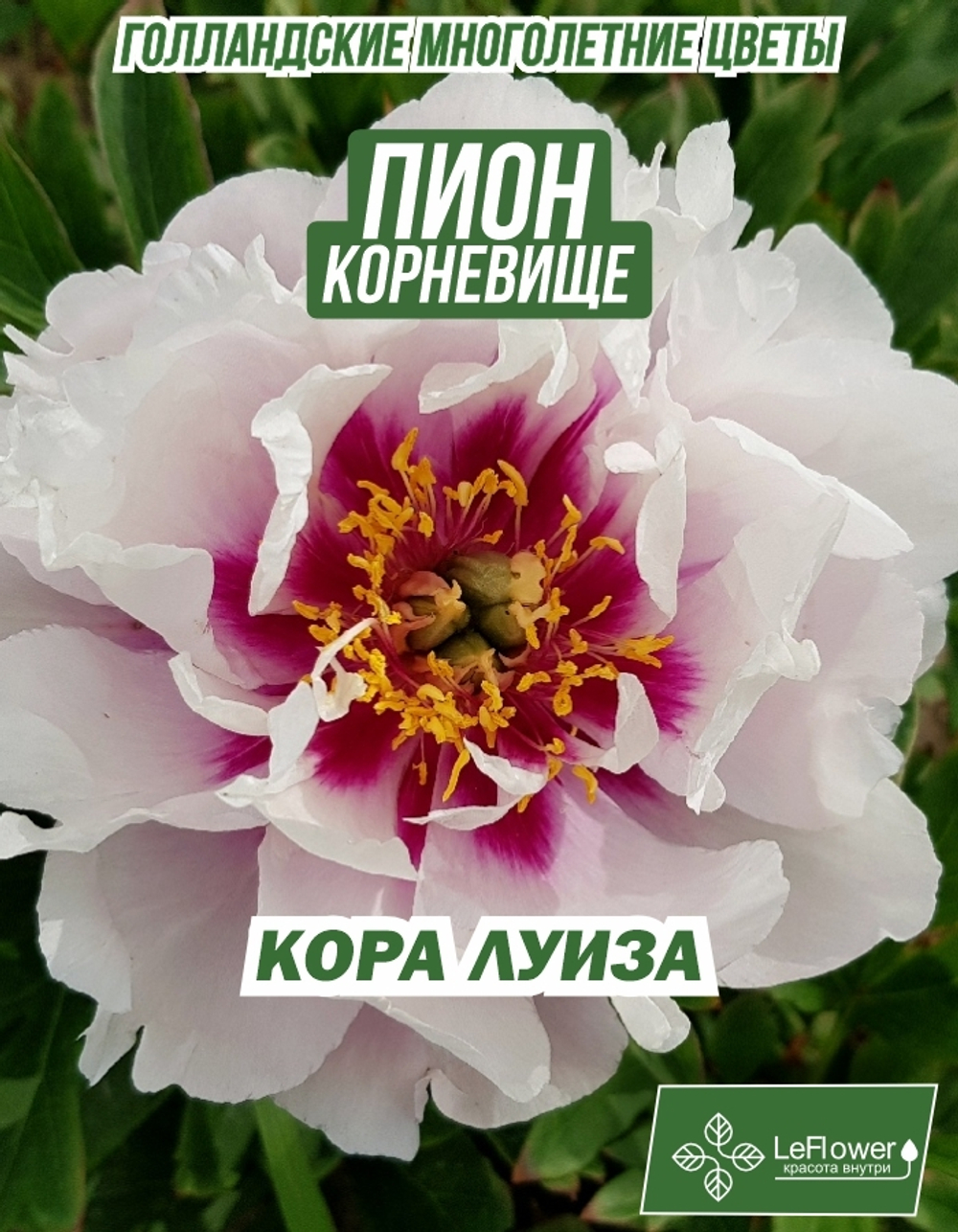 Пион Корневище, Кора Луиза