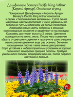 Дельфиниум Король Артур King Arthur