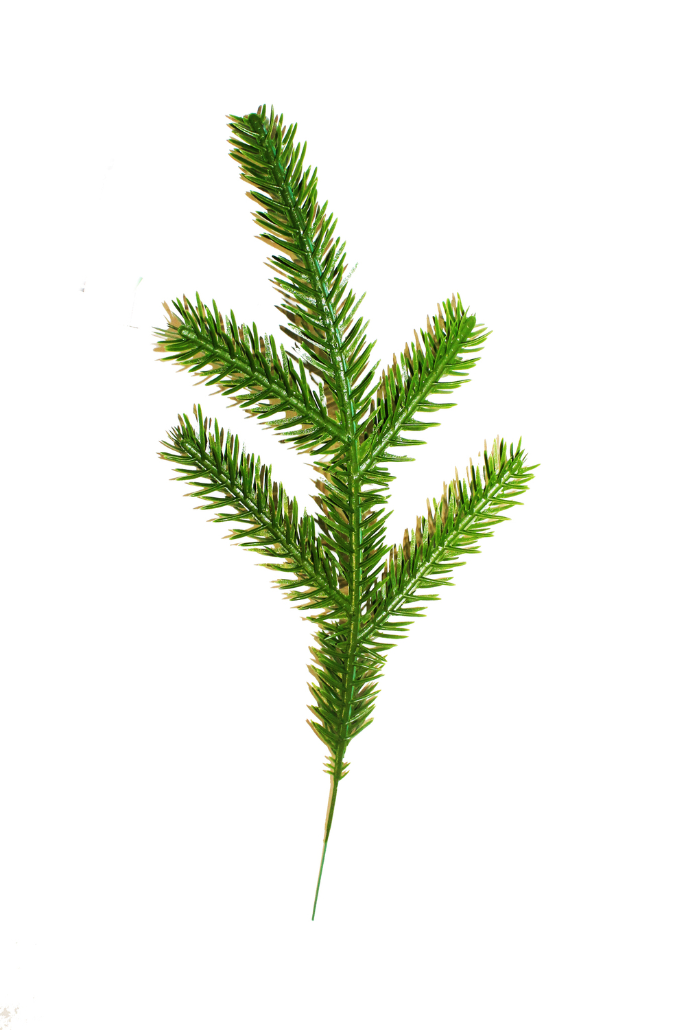 Веточка ели малая